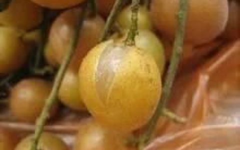 黄皮果有什么功效作用(干黄皮果的功效与作用)