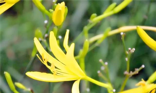 黄花怎么做菜好吃，黄花怎么做更好吃图4