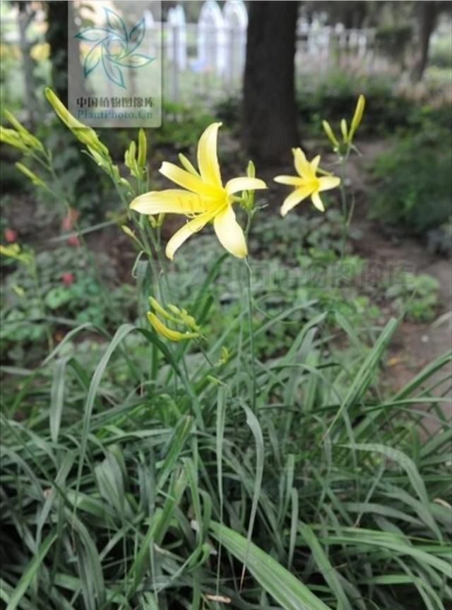 黄花菜的根有什么功效和作用,野生的黄花菜有什么用图5