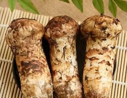 松茸真的这么神奇吗，松茸真的有效吗图1