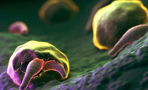 人体易感染的14种寄生虫，你知道哪些？