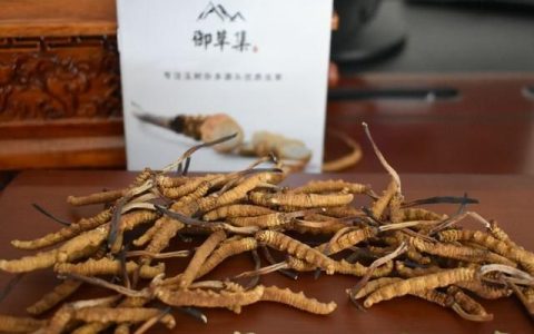 冬虫夏草是虫功效好还是草功效好(冬虫夏草的功效在虫还是在草)