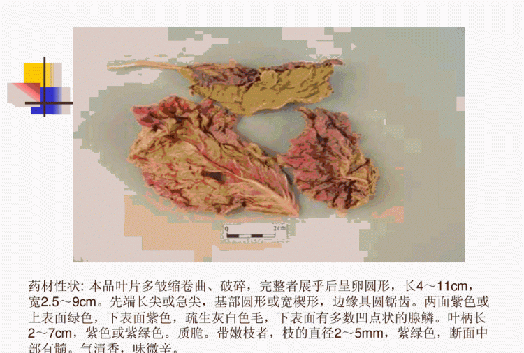 紫苏的作用与功效有哪些,紫苏有什么疗效作用图7