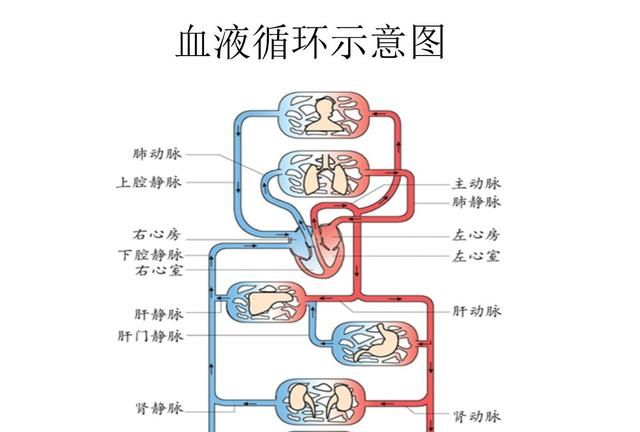 血液循环和它被发现的小故事