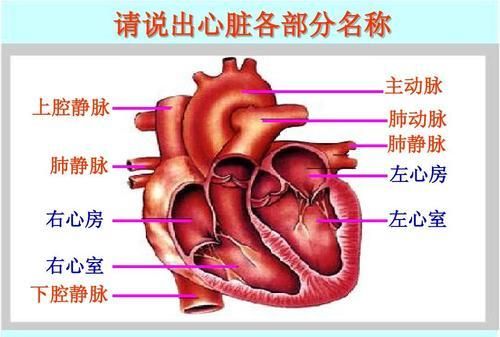 血液循环和它被发现的小故事