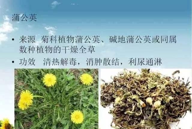 蒲公英泡水喝有什么禁忌和功效(蒲公英泡水喝有什么功效与禁忌)图4