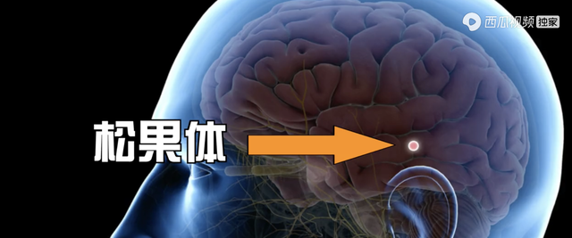 改善睡眠应该吃什么？褪黑素、圣约翰草真的能善睡眠吗？