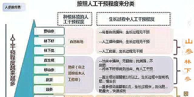 人参有几种,人参有几种吃法图1