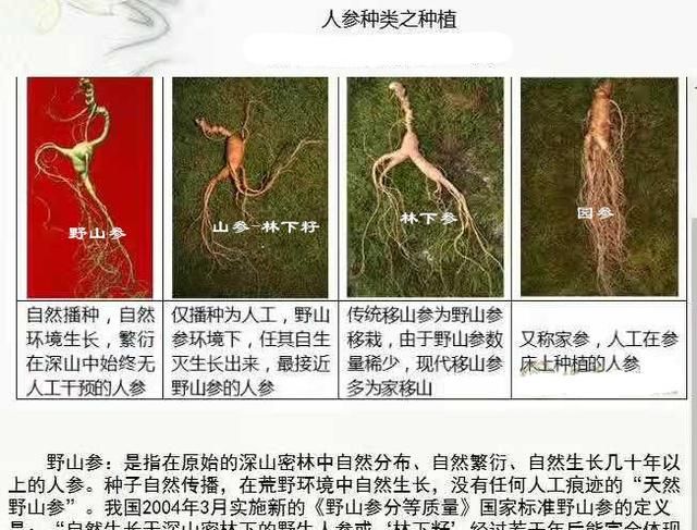 人参有几种,人参有几种吃法图2