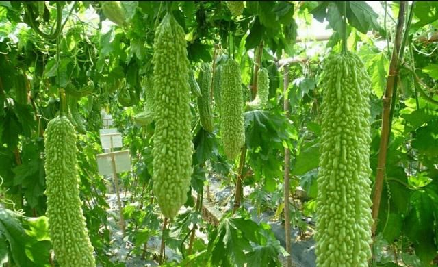 人工种植的苦瓜有什么功效图3