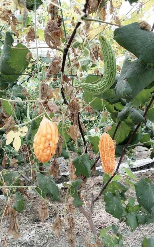 人工种植的苦瓜有什么功效图5
