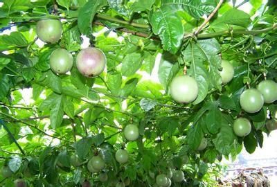 西番莲种植方法是怎样的,西番莲种植条件和方法图1