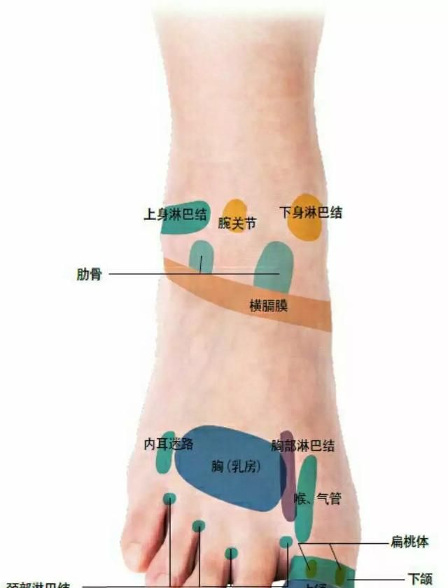 最全背诊与足部反射区，一看就懂，一学就会