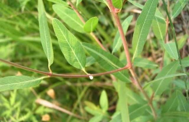 长期喝罗布麻茶对身体有害吗(长期喝罗布麻茶有什么危害)图3