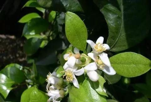 这种花被称为“花茶小姐”，可供观赏可入药，亩均收益3万元