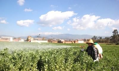 如何种植蚕豆图8