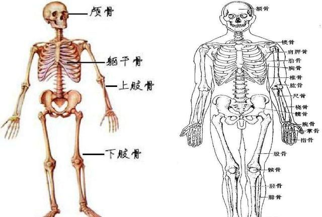 人体共有206块骨头，中国人却普遍只有204块，少的两块哪儿去了？