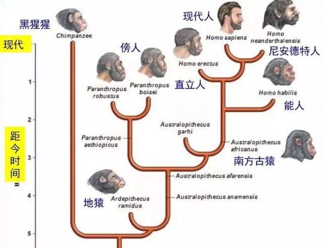 人体共有206块骨头，中国人却普遍只有204块，少的两块哪儿去了？