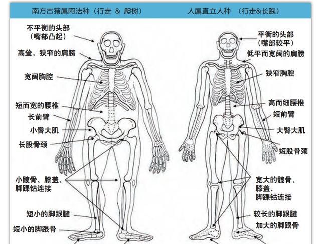 人体共有206块骨头，中国人却普遍只有204块，少的两块哪儿去了？