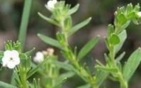 紫草是什么样的草药,有什么功效