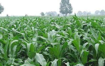 玉米的药害怎么办,玉米药害鉴定部门图1