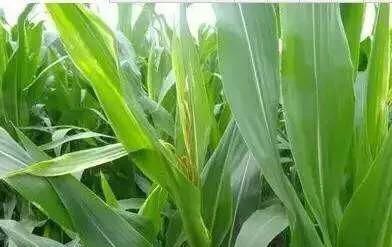 玉米的药害怎么办,玉米药害鉴定部门图2