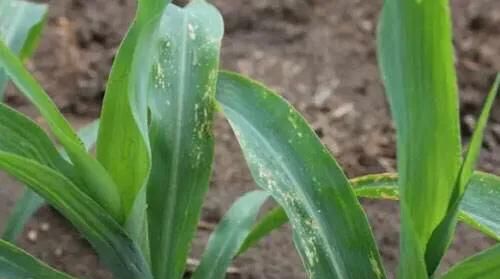 玉米的药害怎么办,玉米药害鉴定部门图6