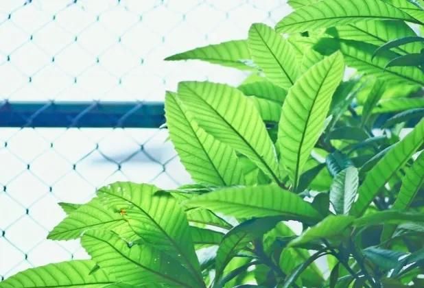 枇杷叶有哪些用途,枇杷叶功效与用途图2