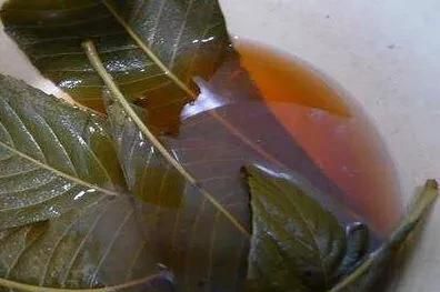 枇杷叶有哪些用途,枇杷叶功效与用途图7