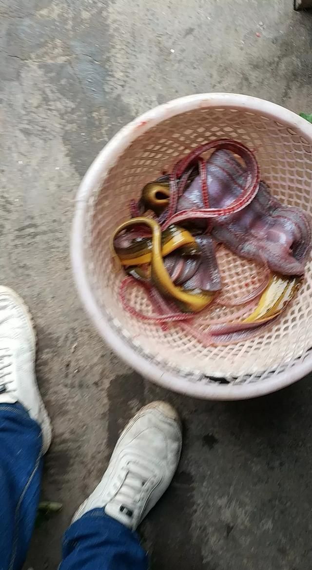 如何钓黄鳝,怎样钓黄鳝图4