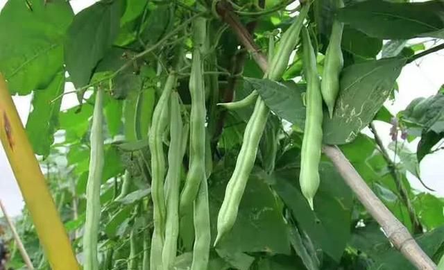 如何种四季豆(四季豆的种植方法和管理技术)图5
