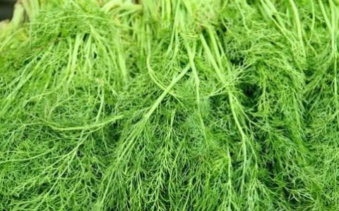 小茴香有什么功效与作用,鲜嫩的小茴香叶对身体有什么好处