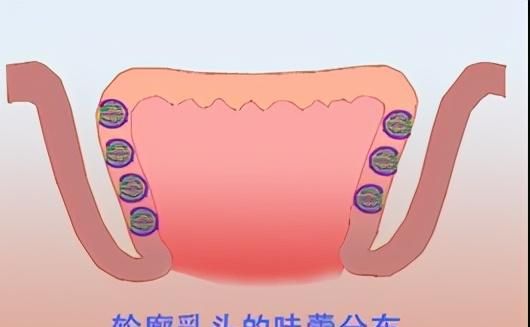 性命之谜（十七）舌头：什么是打通“任督二脉”，有关它的神话