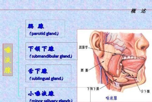 性命之谜（十七）舌头：什么是打通“任督二脉”，有关它的神话