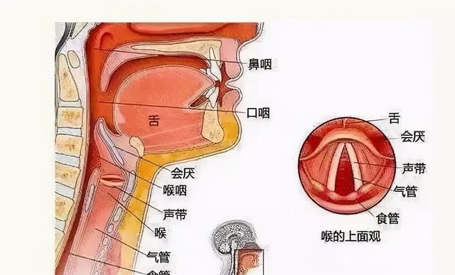 性命之谜（十七）舌头：什么是打通“任督二脉”，有关它的神话