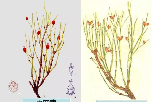 麻黄的三大副作用是哪些(麻黄的副作用怎么解)图6