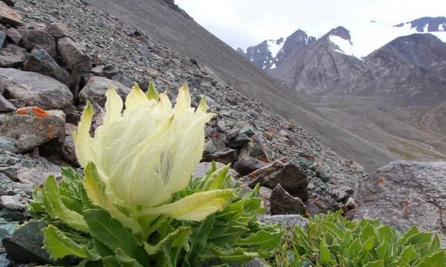 九龙营养课堂：天山雪莲怎么吃？雪莲花做法大全？雪莲花茶功效？