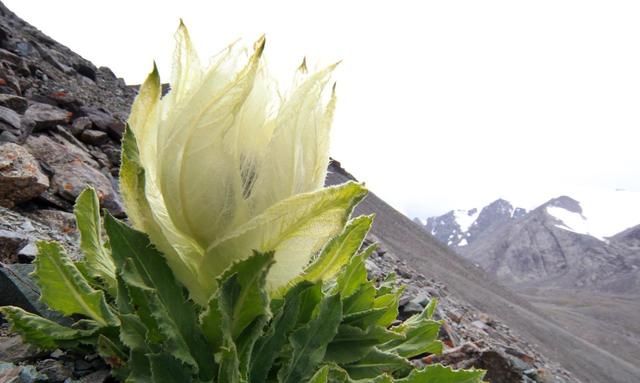 九龙营养课堂：天山雪莲怎么吃？雪莲花做法大全？雪莲花茶功效？