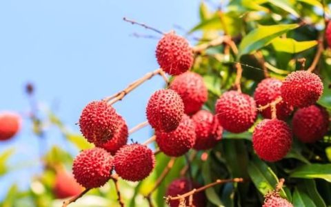 荔枝核有什么功用(荔枝核有什么功效与作用)