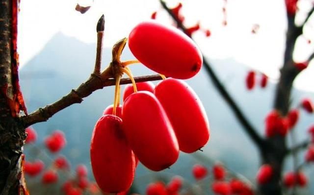 山茱萸泡水喝有什么功效(山茱萸泡水喝有什么功效和作用)图3