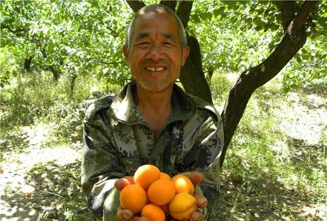 农村的杏子快成熟了,吃杏子有什么禁忌吗图5