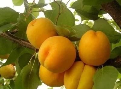 农村的杏子快成熟了,吃杏子有什么禁忌吗图10