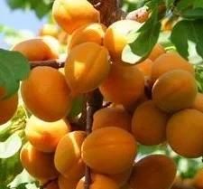 农村的杏子快成熟了,吃杏子有什么禁忌吗图13