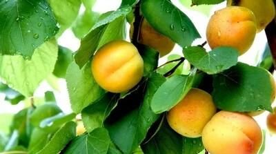 农村的杏子快成熟了,吃杏子有什么禁忌吗图14