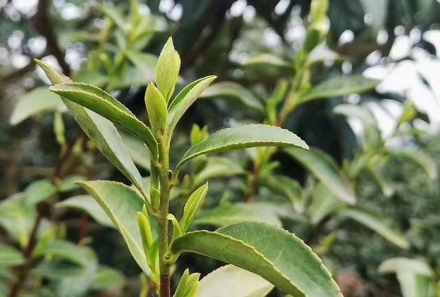 碧螺春是一种什么茶,碧螺春是一种什么茶类图5