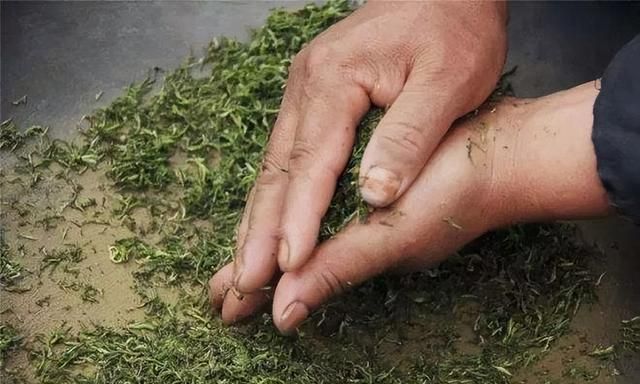 碧螺春是一种什么茶,碧螺春是一种什么茶类图12