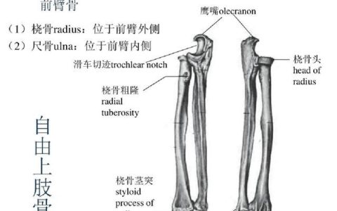 尺骨鹰嘴骨折(尺骨鹰嘴骨折功能恢复最佳时间)