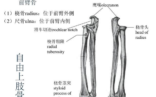 尺骨鹰嘴骨折