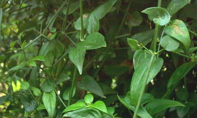 茜草是什么样的草药呢?有啥功效图2