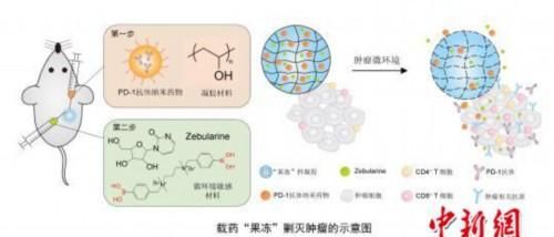 中美学者联合研发出新型抗癌制剂 载药“果冻”剿灭肿瘤